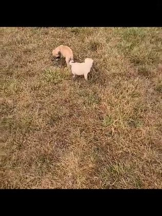 Pug dogs for sale: Tinker - Video 1