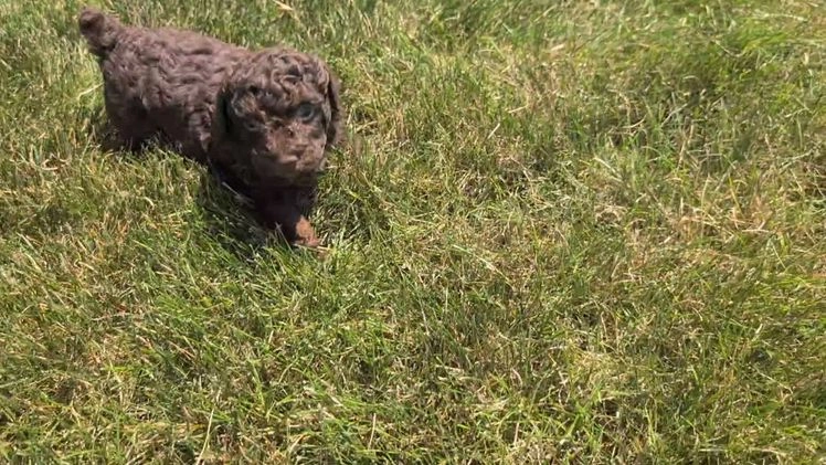 Toy Poodle dogs for sale: Zion - Video 2