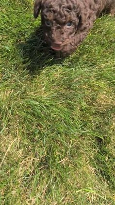 Toy Poodle dogs for sale: Buffy - Video 2