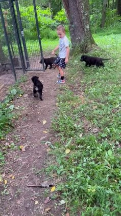 German Shepherd dogs for sale: Big Black - Video 1