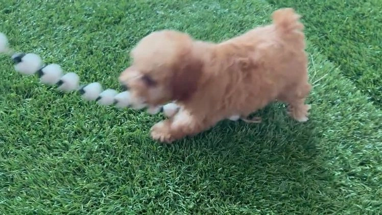Toy Poodle dogs for sale: Israel - Video 1