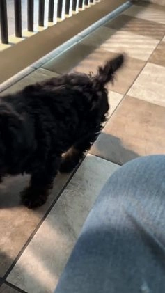 Miniature Poodle dogs for sale: Michael - Video 1