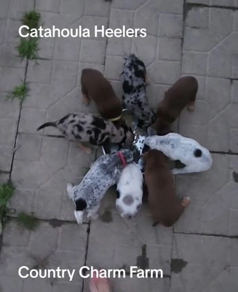 Catahoula Leopard Dog dogs for sale: Dallas - Video 1