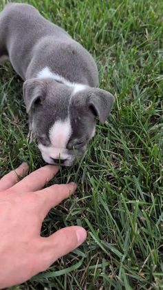 English Bulldog dogs for sale: Heath - Video 2