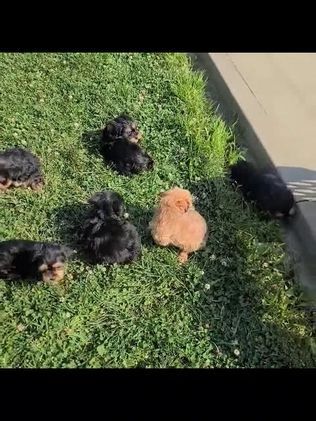 Shorkie dogs for sale: Wyatt - Video 1