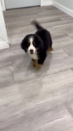 Bernese Mountain Dog dogs for sale: Ace - Video 1