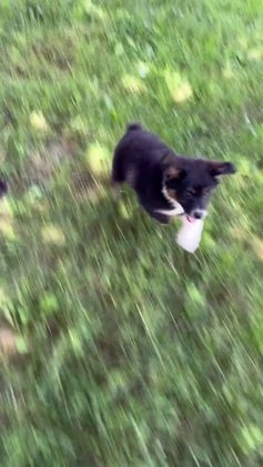 Miniature Australian Shepherd dogs for sale: Athena - Video 1