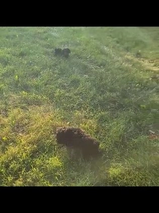 Cockapoo dogs for sale: Addy - Video 1
