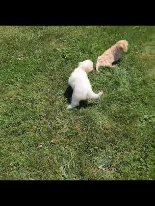 Maltipoo dogs for sale: Koa - Video 1