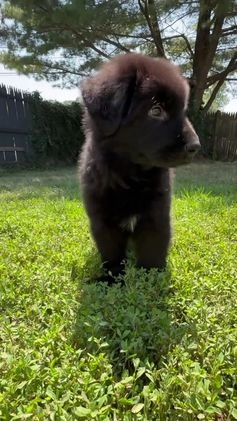 German Shepherd dogs for sale: Ranger - Video 1