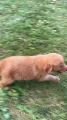 Golden Retriever dogs for sale: Sonic - Video 2