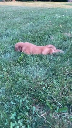 Golden Retriever dogs for sale: Sonic - Video 3