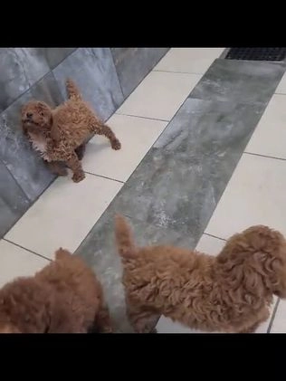 Miniature Poodle dogs for sale: Oscar - Video 1