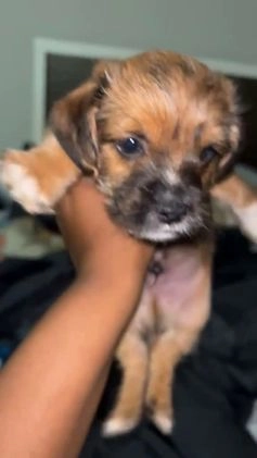 Morkie dogs for sale: Cooper - Video 1